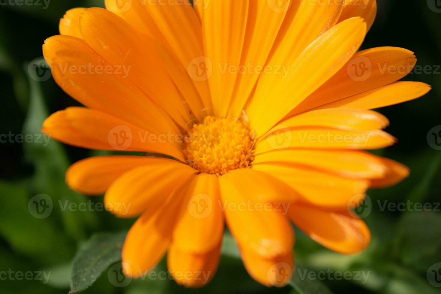 skön orange calendula officinalis blomma stänga upp i en trädgård på en grön bakgrund foto