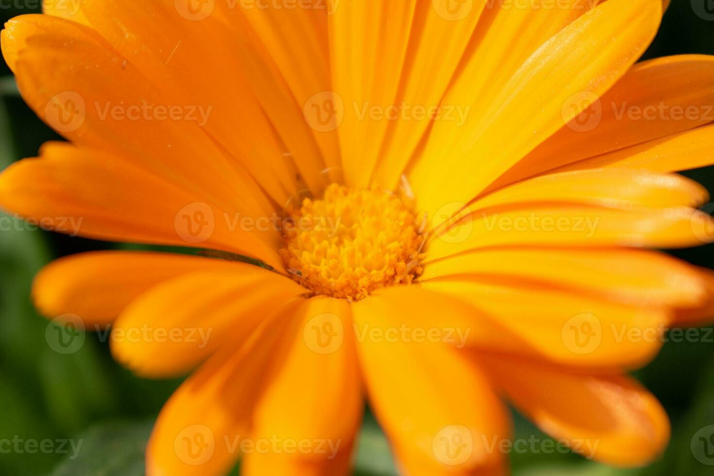 skön orange calendula officinalis blomma stänga upp i en trädgård på en grön bakgrund foto