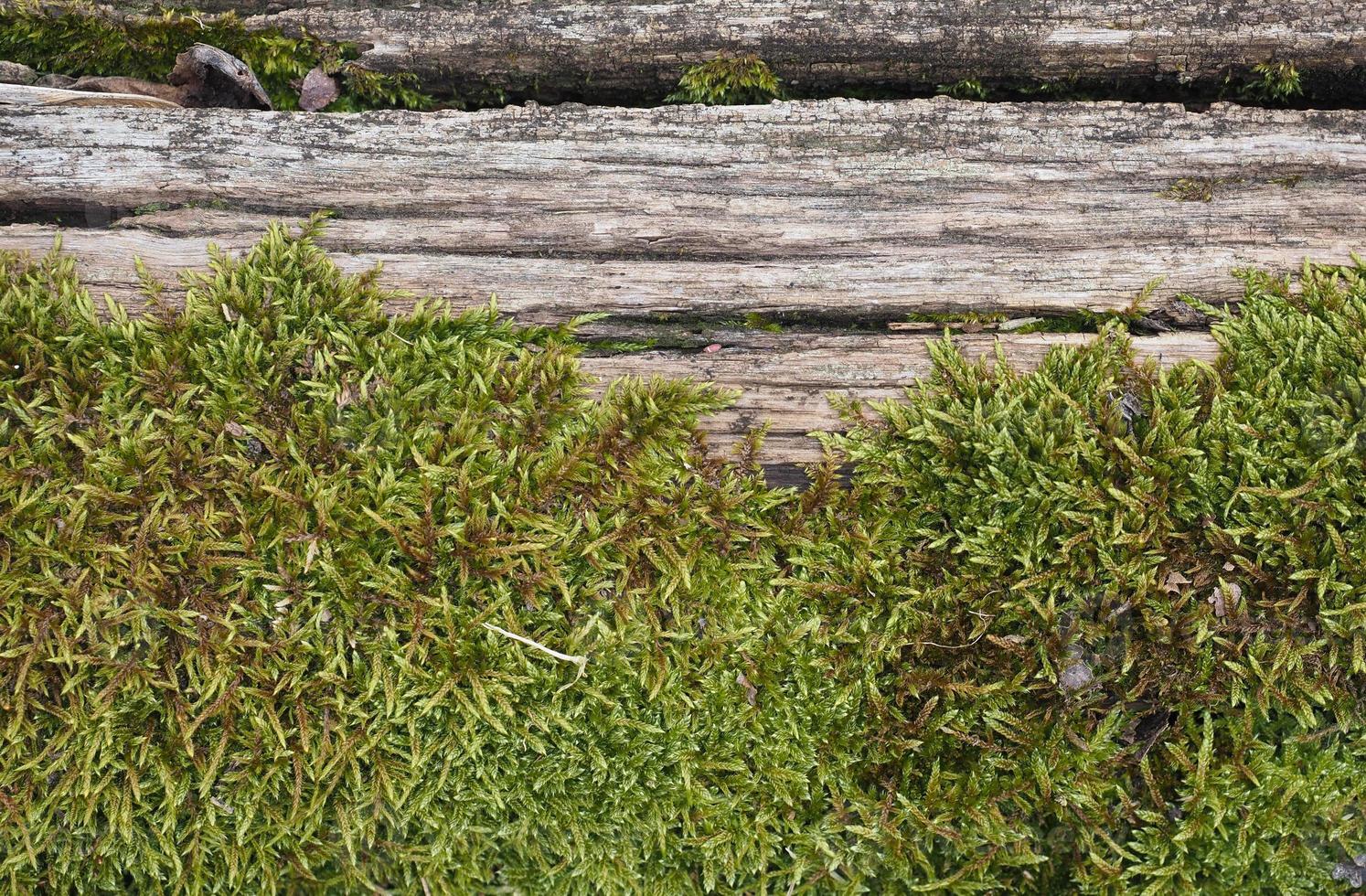 moss plantae bryophyta växt som växer på träd foto