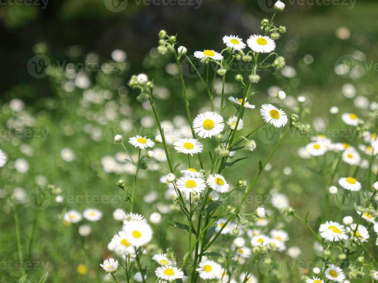 tusensköna växt aka bellis perennis foto