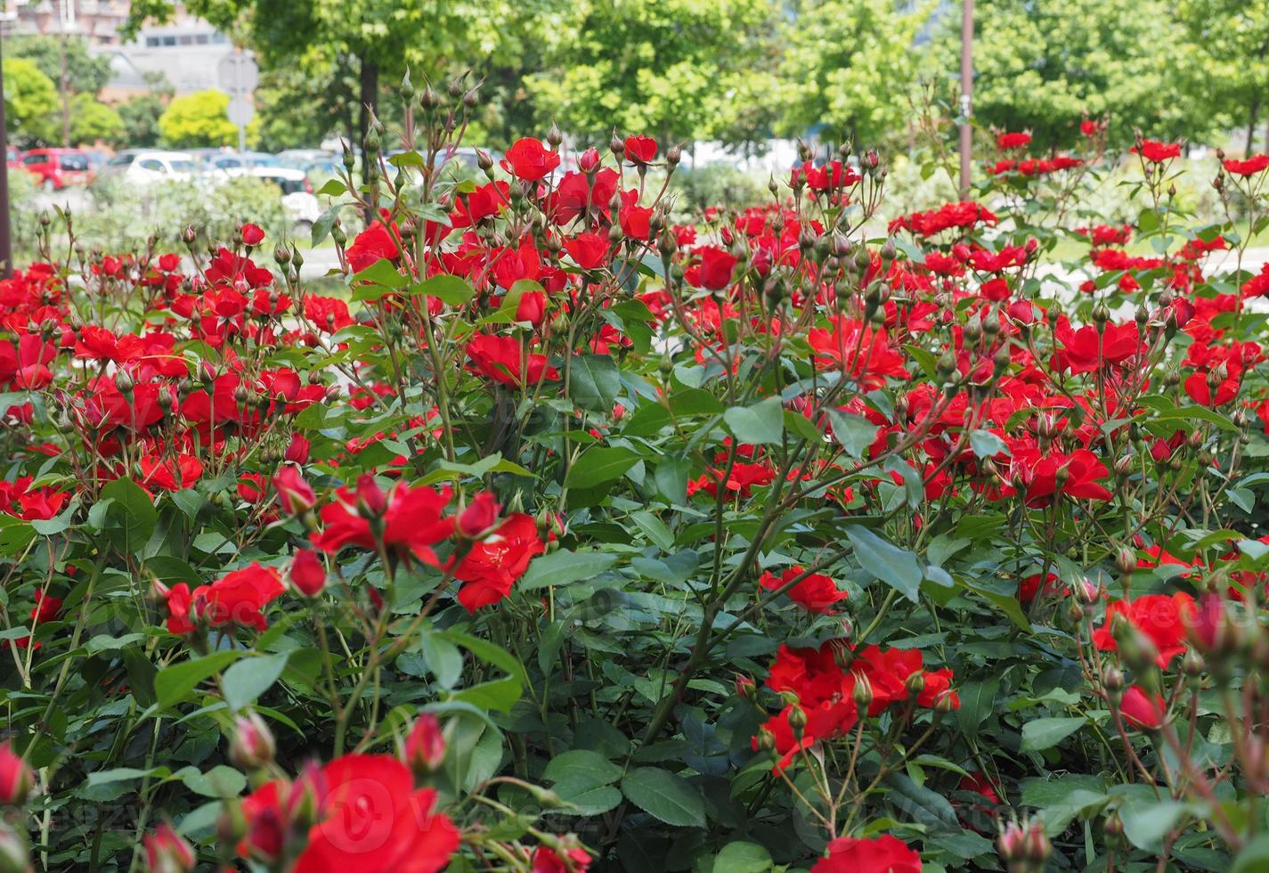 röda rosor i parken foto