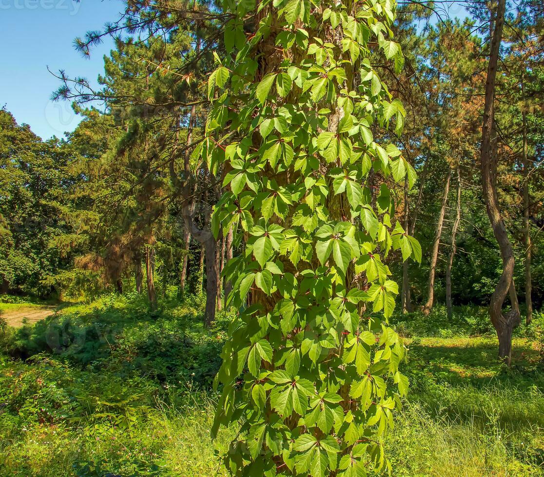 de trunk av en skott tall träd är entwined med vild vindruvor. foto