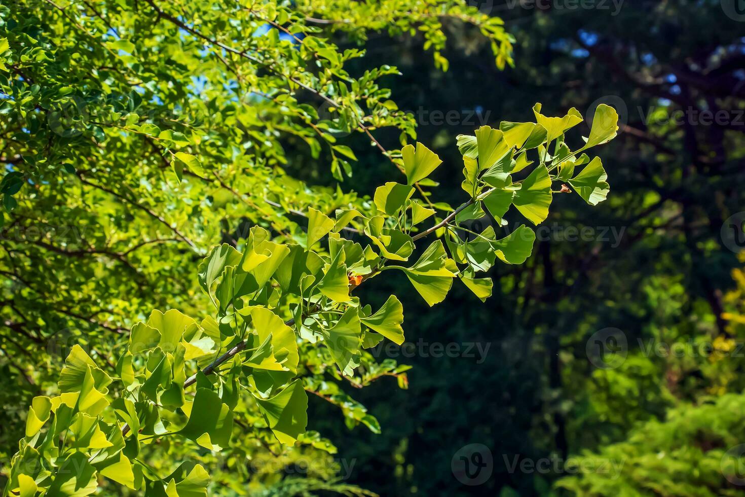 gingko träd eller gingko biloba eller gingko med ljus grön ny löv. foto