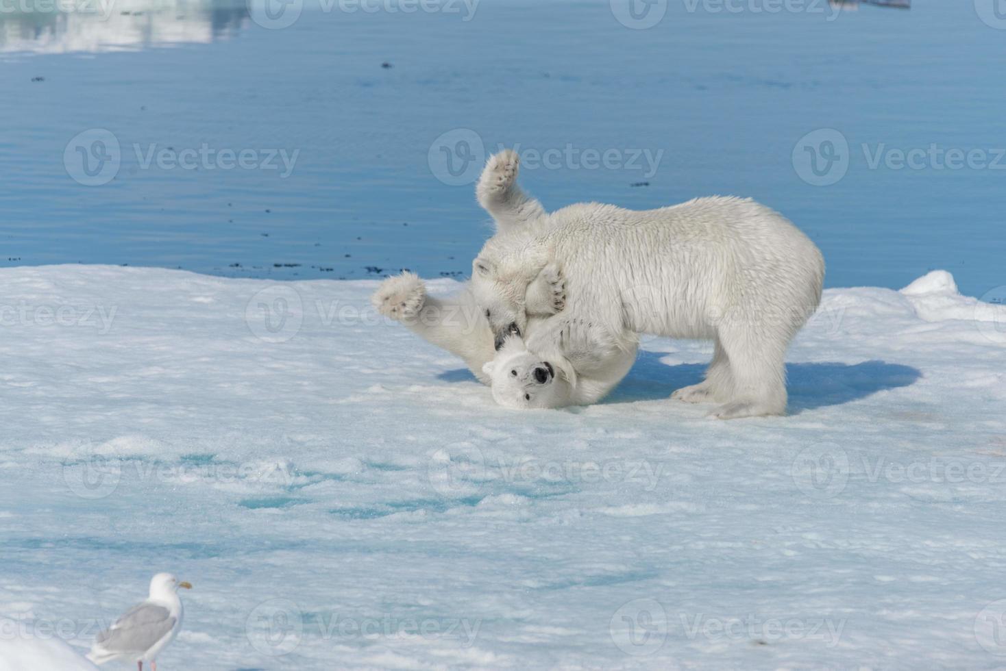 två unga vilda isbjörnungar som leker på packis i ishavet, norr om svalbard foto