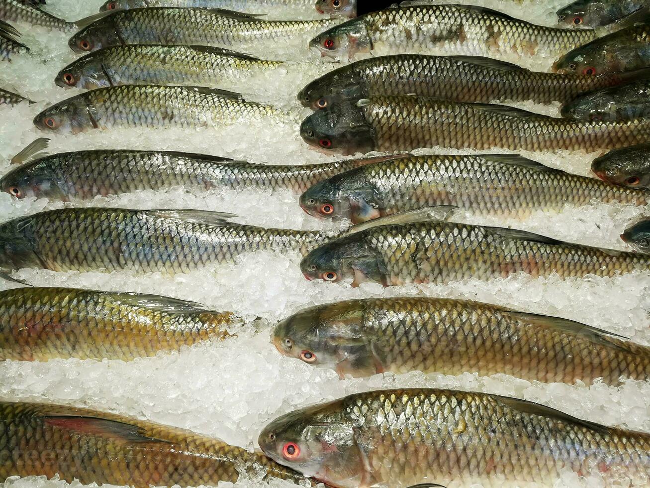 en massor av färsk fisk om fodrad upp på ices för försäljning i färsk marknadsföra. foto