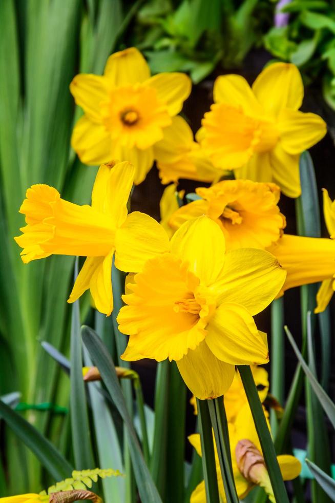 gul påsklilja blommar i trädgården foto