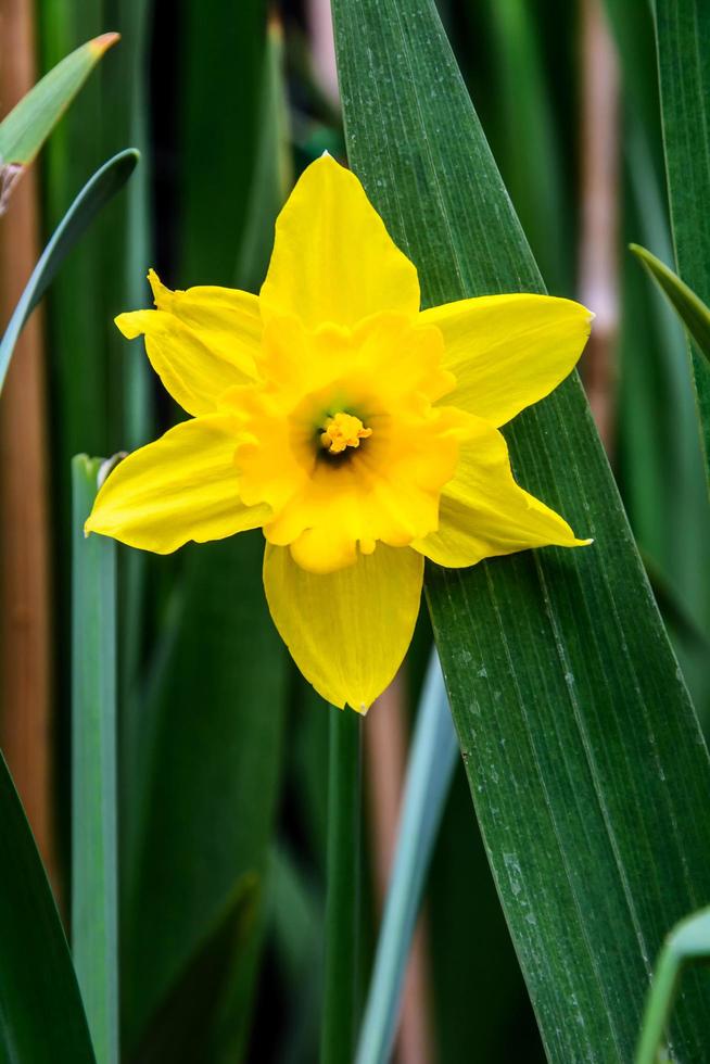gul påsklilja blommar i trädgården foto