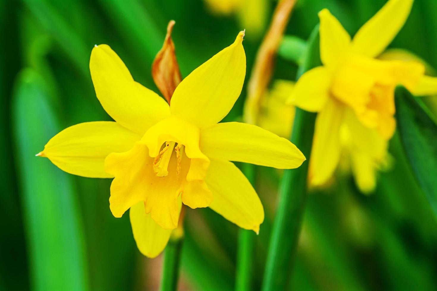 gul påsklilja blommar i trädgården foto