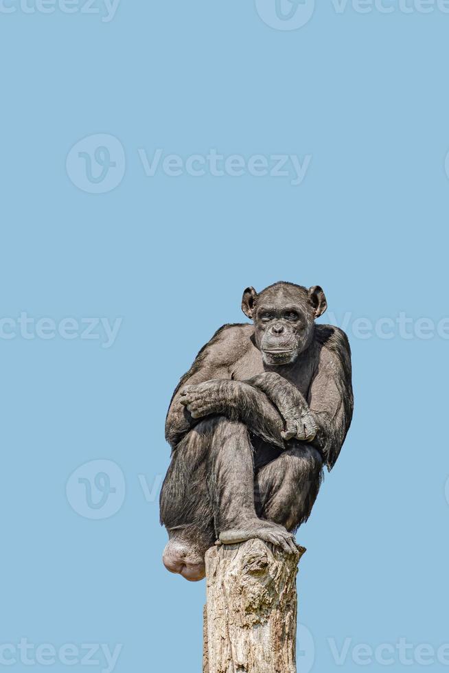 försättsblad med ett porträtt av vuxen schimpans som tittar på världen från en trädstam, med kopieringsutrymme och solid bakgrund. begrepp biologisk mångfald, djurvård, välfärd och bevarande av vilda djur. foto