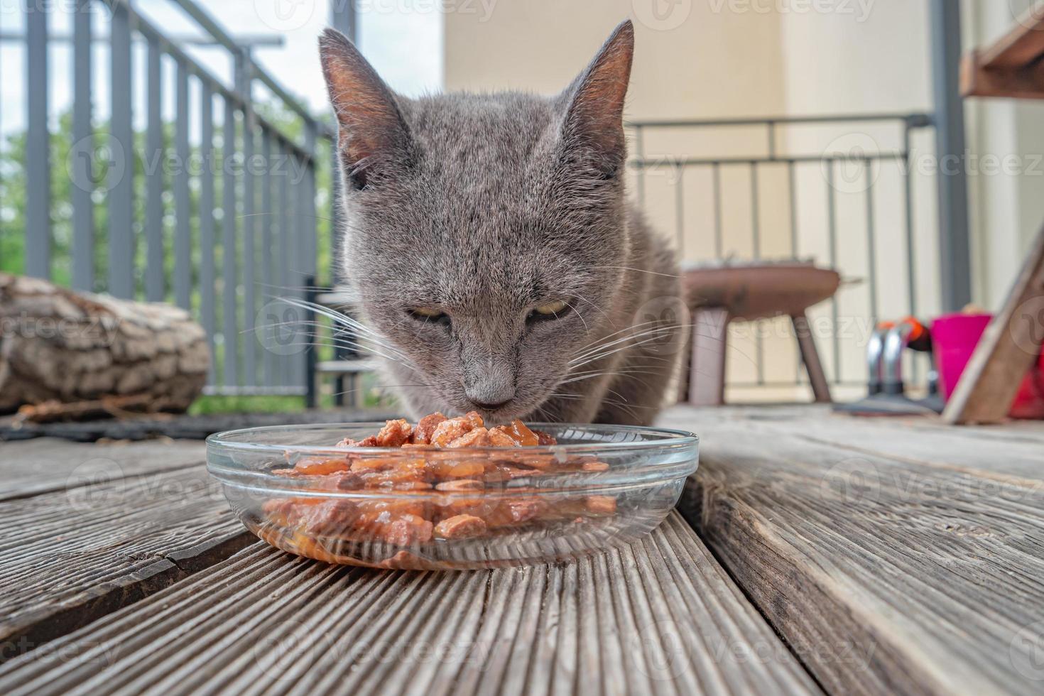 söt tamkatt, grå rysk blå äter gelémat i en glasfat som husdjurkött på husets terrass utomhus. foto