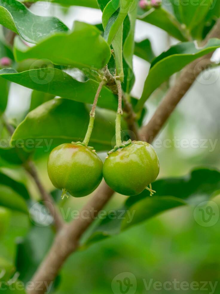 grön barbados körsbär på träd. foto