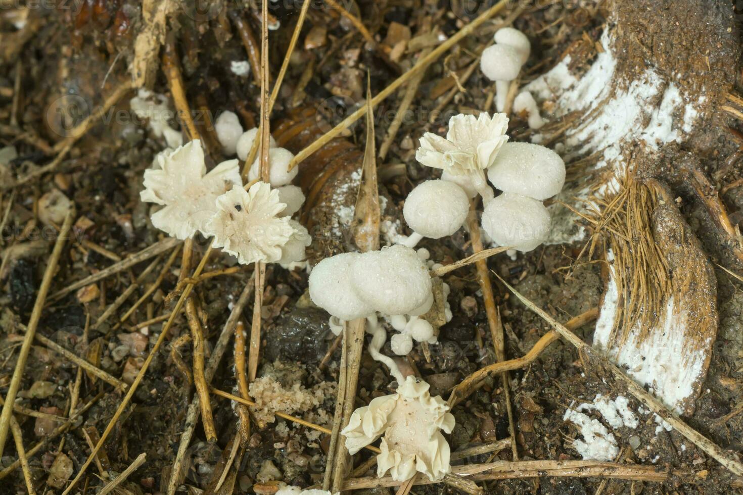 en grupp av giftig svamp foto