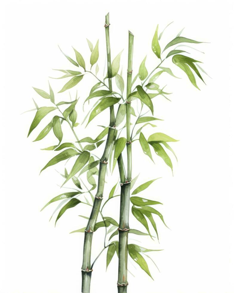 ai genererad vattenfärg bambu ClipArt isolerat på vit bakgrund. ai genererad foto