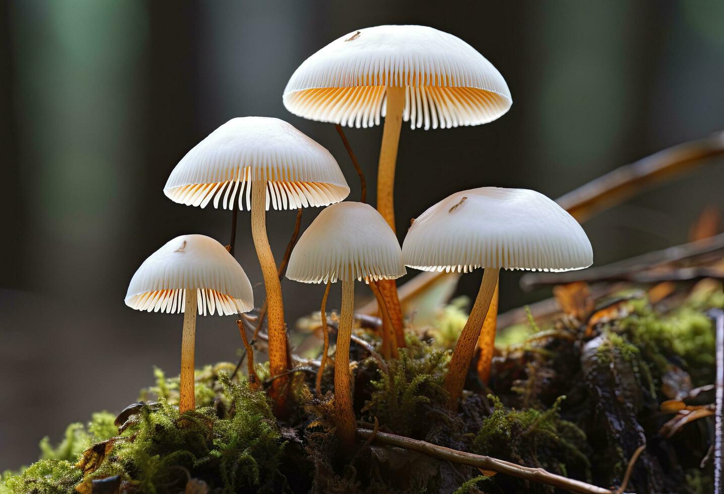 ai genererad hemimycena arter mairei. ai genererad. foto