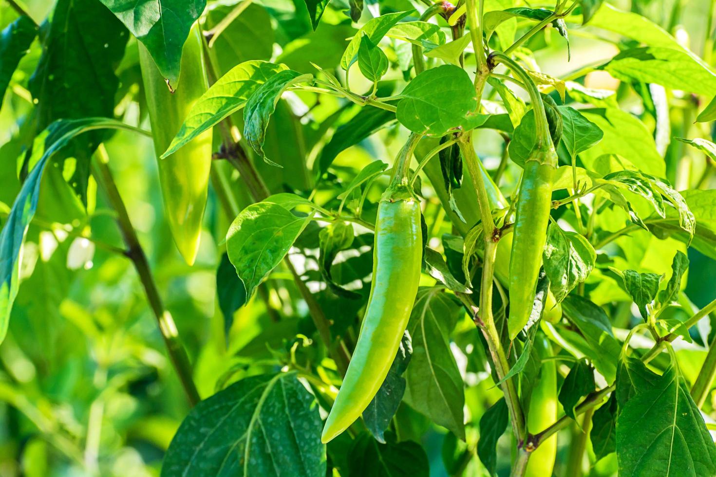 grön chilipeppar som växer i trädgården. foto