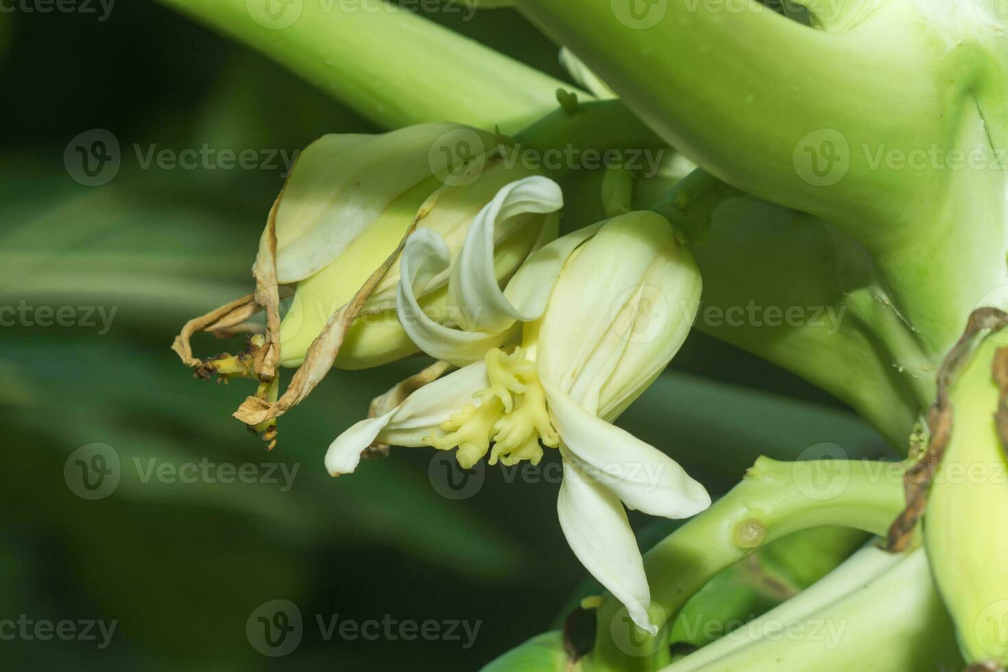 papaya blomma på träd. foto