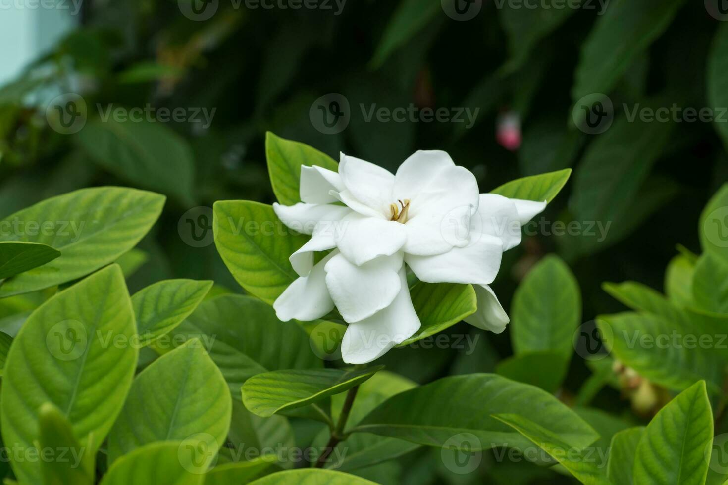 vit gardenia blomma eller cape jasmin -gardenia jasminoider foto