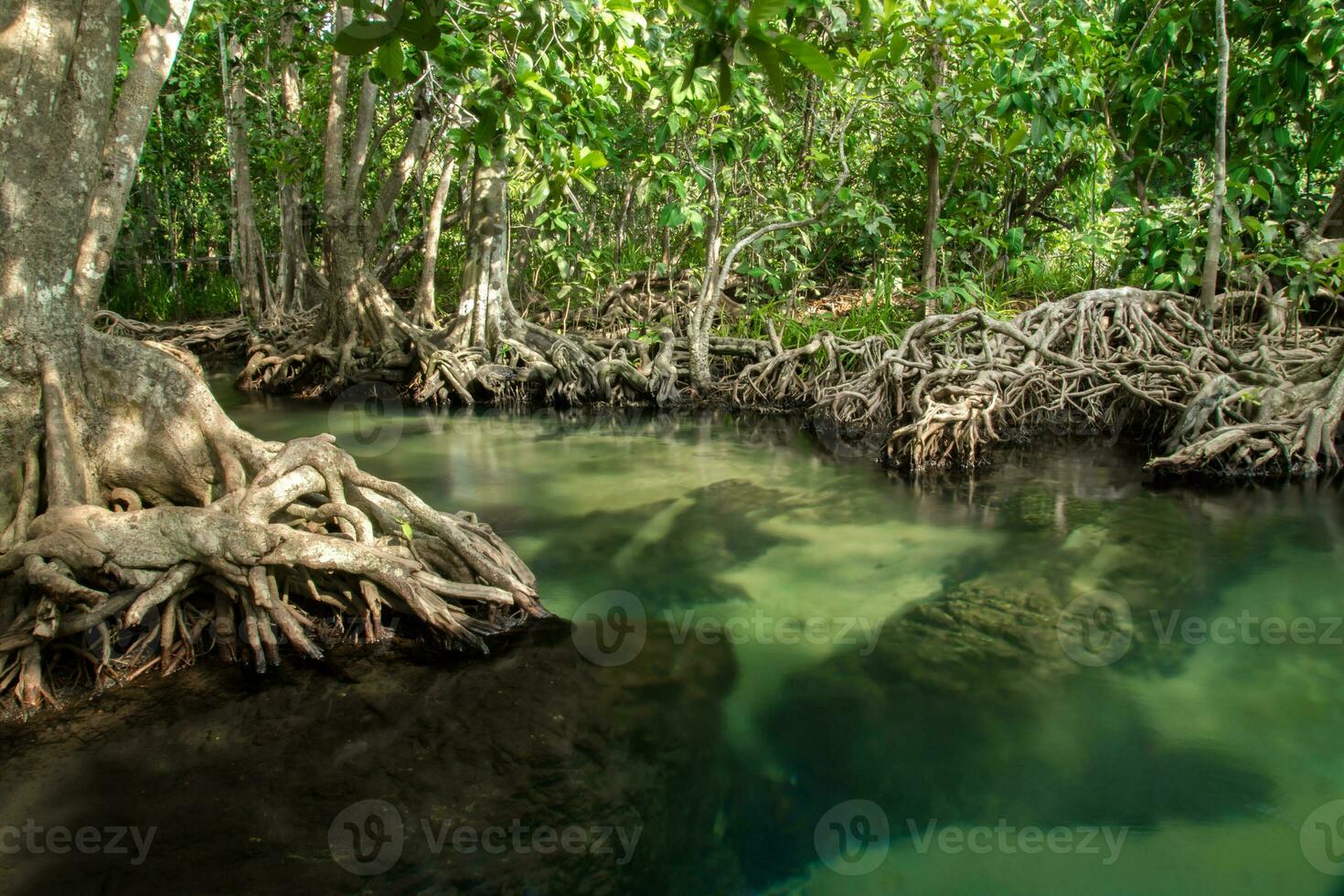 Fantastisk natur, grön vatten i de skog. krabi, thailand. foto