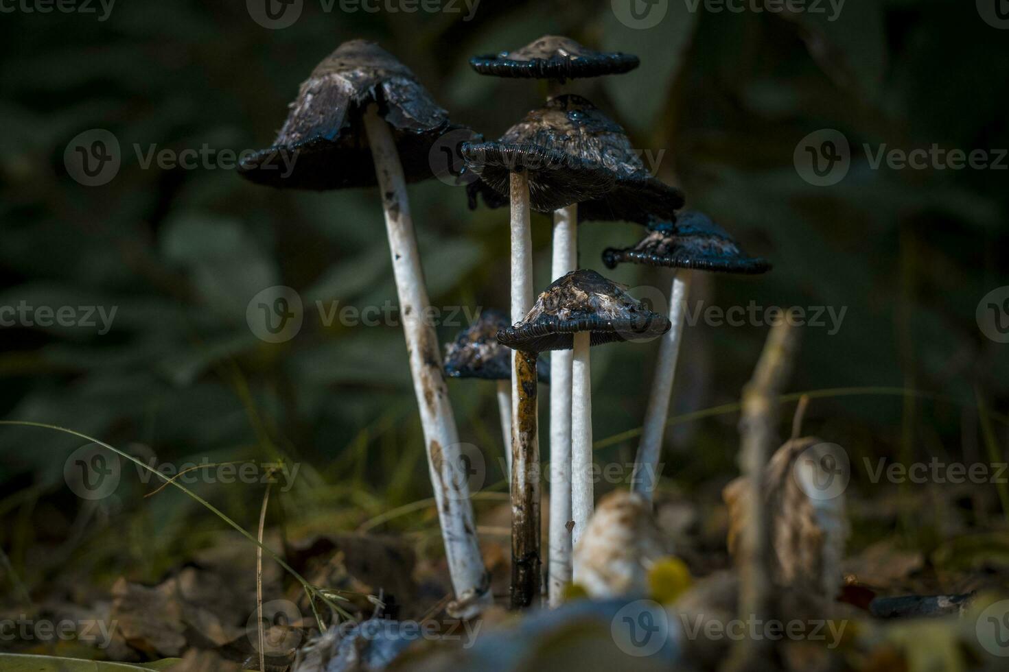 horisontell skott av en coprinus koma, de lurvig bläck keps, advokatens peruk, eller lurvig man, under sent skede med deliquescens foto