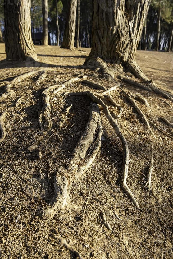 träd med gamla rötter foto