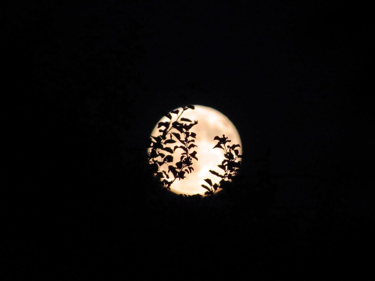 trädgrenar på fullmånebakgrund. nattskogens mystiska atmosfär. foto