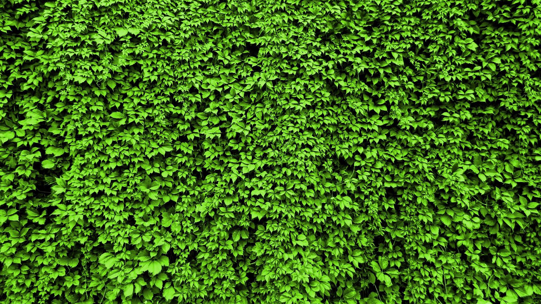 blad av en växt krullar på väggen. grönt blad bakgrund foto
