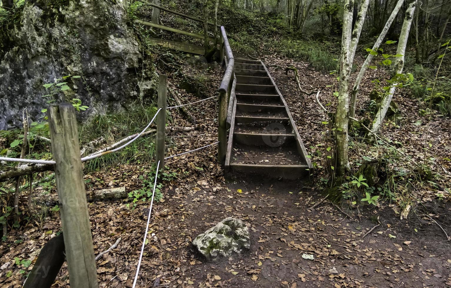 stig med trä i skogen foto