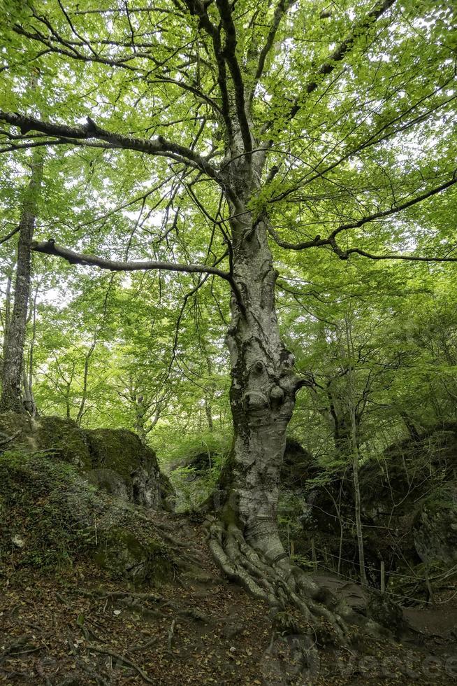 gammalt träd i en grön skog foto