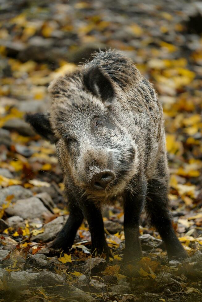 porträtt av vild vildsvin i Zoo foto