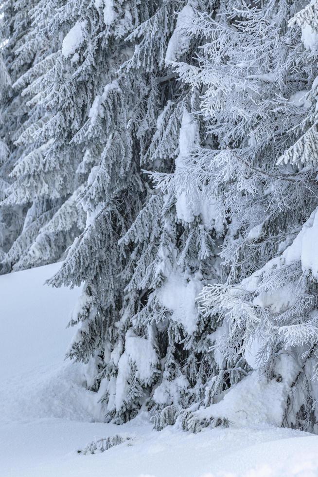 efter snöfallet. skymningens sista ljus i sappada. dolomiternas magi foto