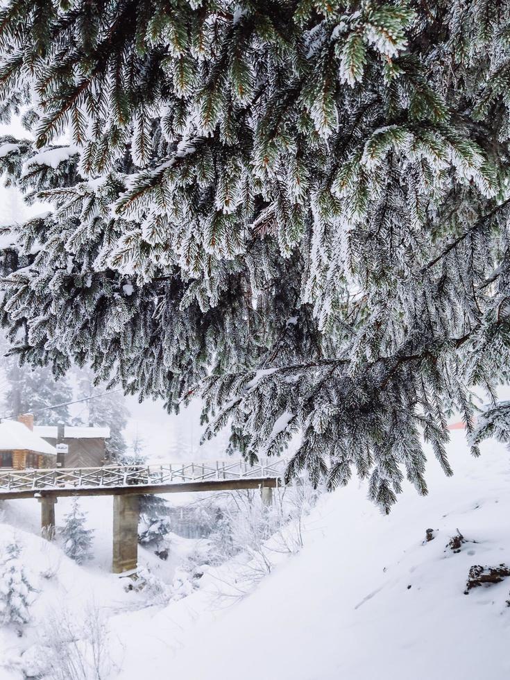 utsikt över snötäckta tall på nära håll foto