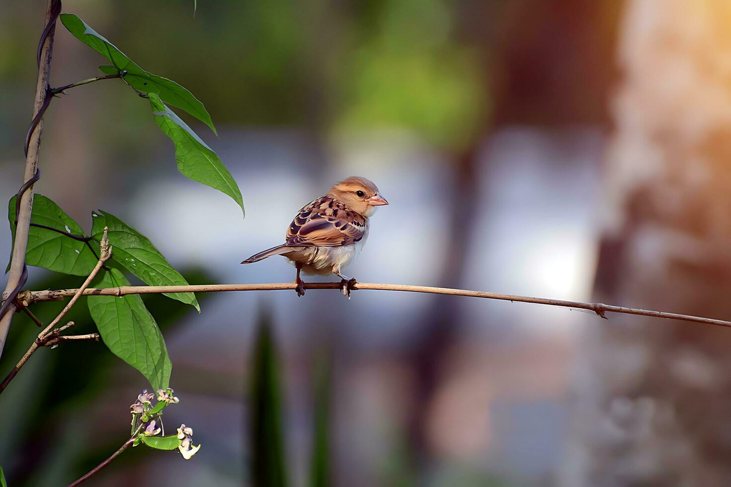 fågel fotografi, fågel bild, mest skön fågel fotografi, natur fotografi foto