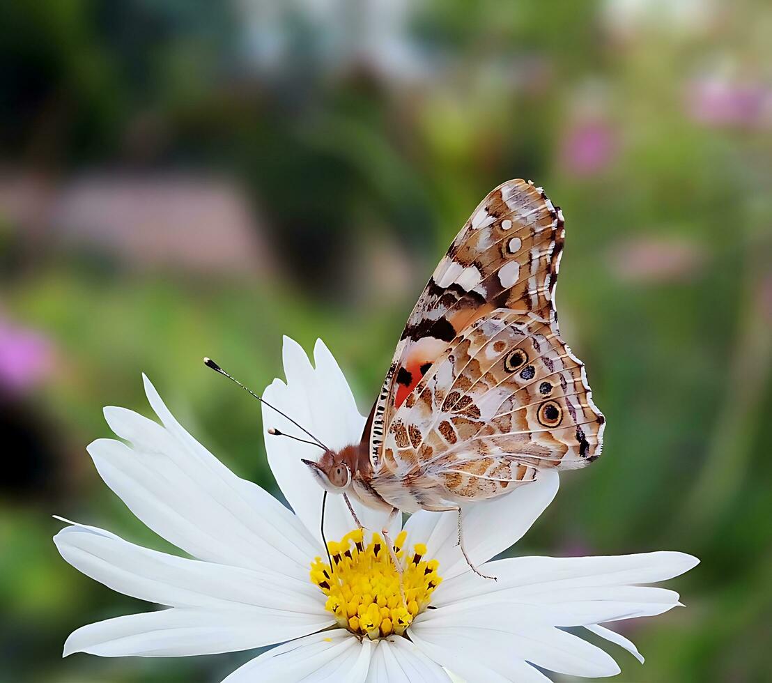 monark, skön fjäril fotografi, skön fjäril på blomma, makro fotografi, fri Foto