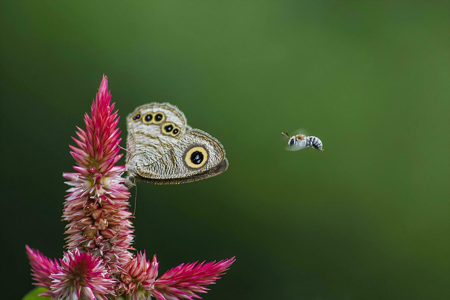 monark, skön fjäril fotografi, skön fjäril på blomma, makro fotografi, fri Foto