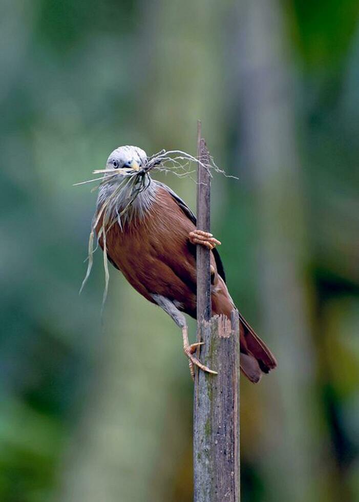 fågel fotografi, fågel bild, mest skön fågel fotografi, natur fotografi foto