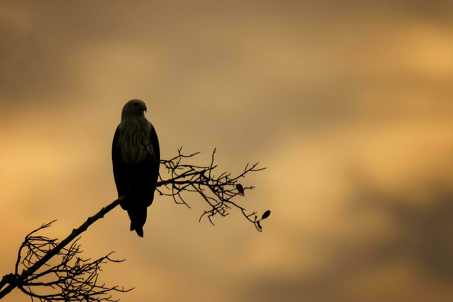 fågel fotografi, fågel bilder, de flesta skön fågel fotografi, natur fotografi foto