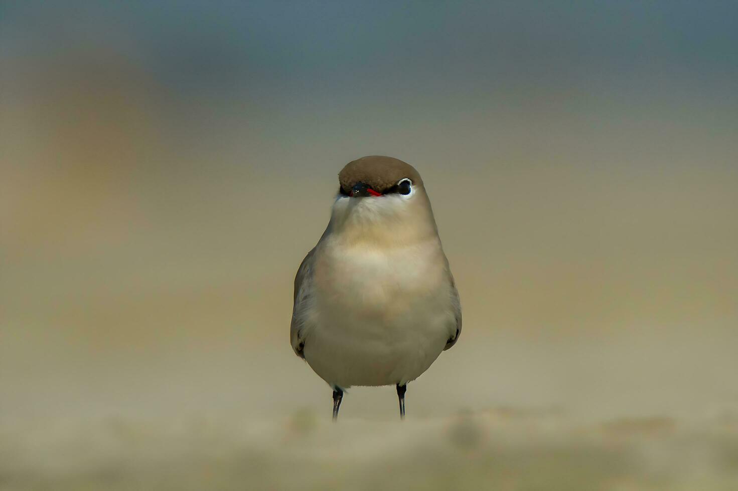 fågel fotografi, fågel bilder, de flesta skön fågel fotografi, natur fotografi foto