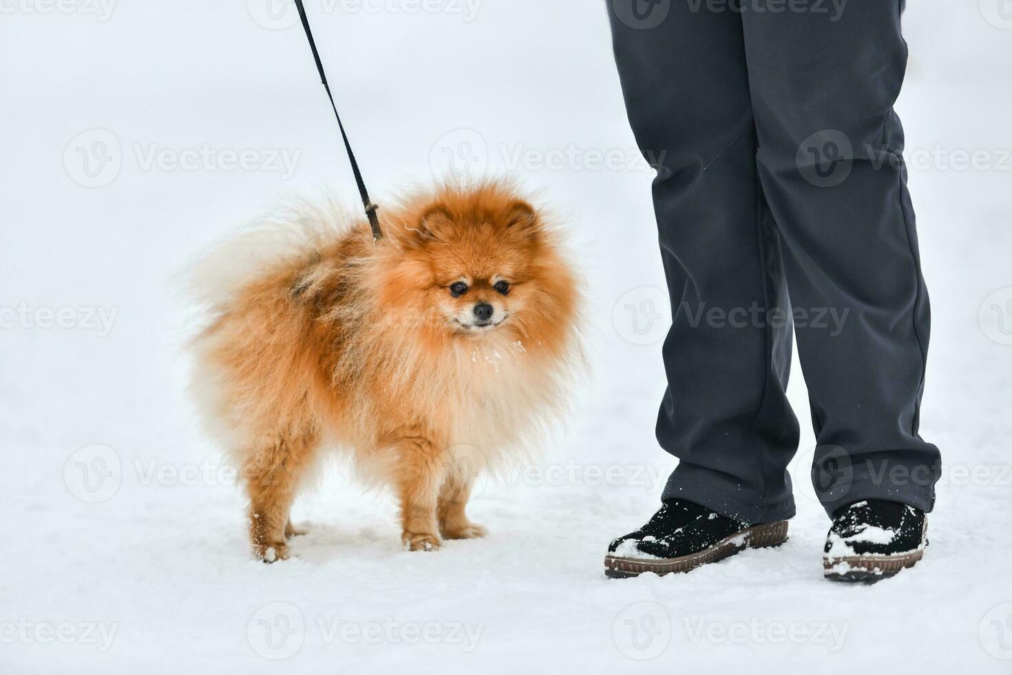 pomeranian spets hund på vinter- foto