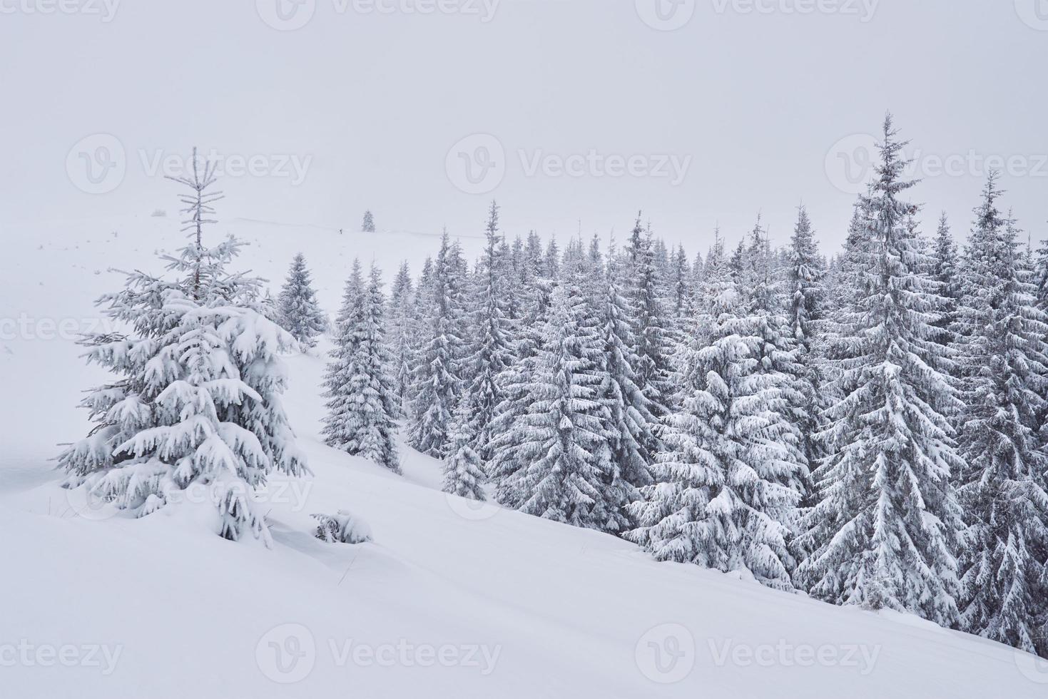 fe vinterlandskap med granar och snöfall. jul hälsningar koncept foto