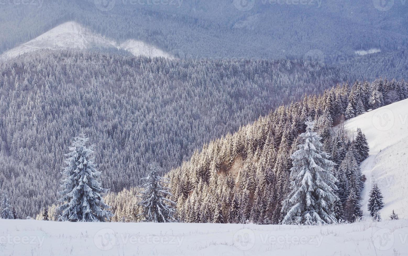 majestätiska vita granar som lyser av solljus. pittoresk och vacker vinterscen. plats plats karpaterna nationalpark, ukraina, europa. skidorten alperna. blå toning. gott nytt år skönhetsvärlden foto