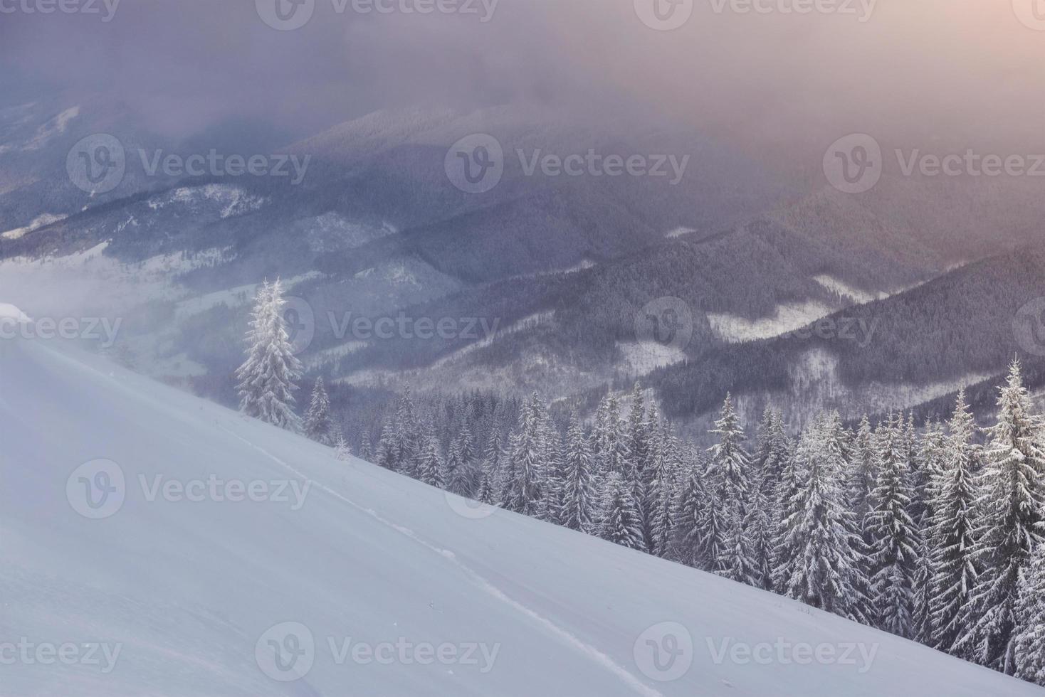 bra vinterfoto i karpaterna med snötäckta granar. färgglada utomhus scen, gott nytt år firande koncept. efterbehandlat foto i konstnärlig stil