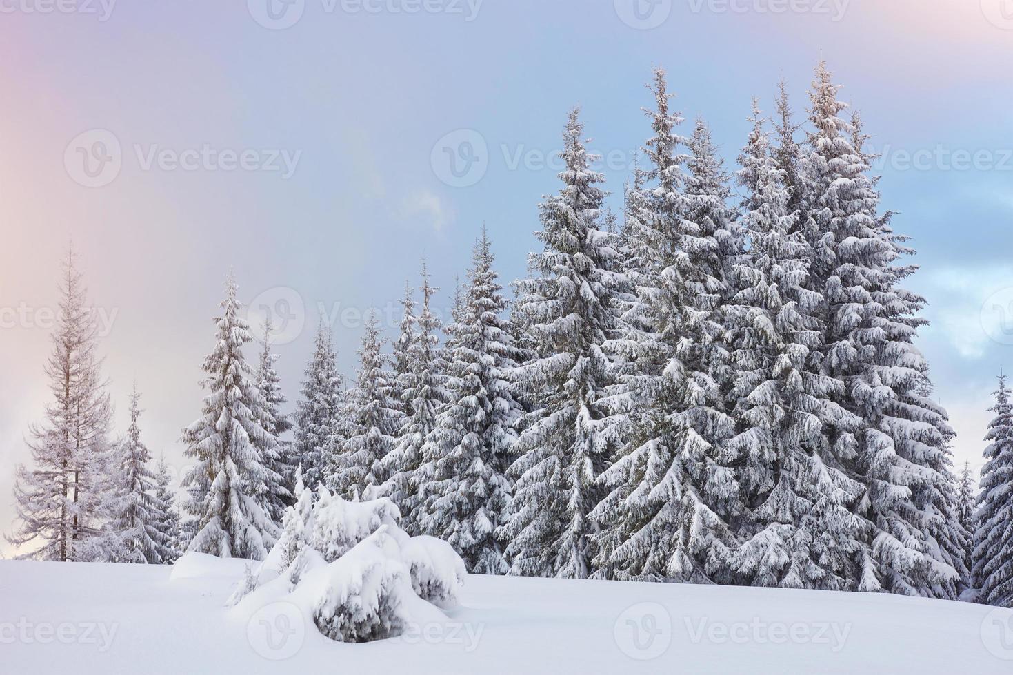 majestätiska vita granar som lyser av solljus. pittoresk och vacker vinterscen. plats plats karpaterna nationalpark, ukraina, europa. skidorten alperna foto