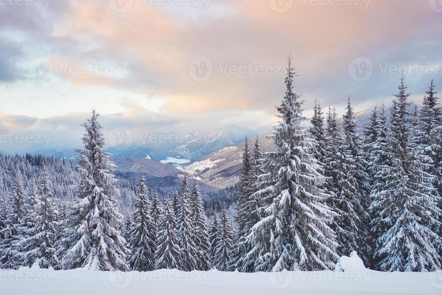 majestätiska vita granar som lyser av solljus. pittoresk och vacker vinterscen. plats plats karpaterna nationalpark, ukraina, europa. skidorten alperna foto