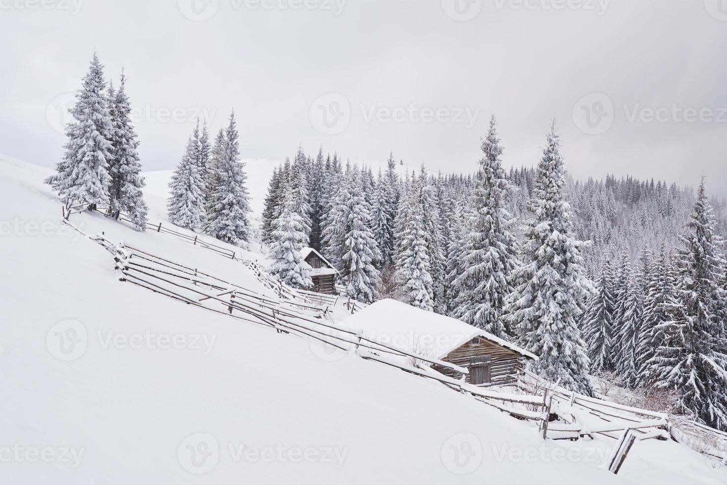 mysig träkoja högt i de snöiga bergen. stora tallar i bakgrunden. övergiven kolyba herde. molnig dag. Karpaterna, Ukraina, Europa foto