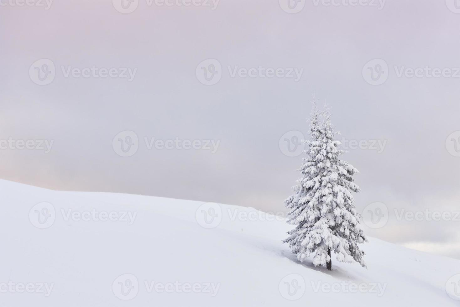 fantastiskt vinterlandskap med ett snöträd. karpater, Ukraina, Europa foto