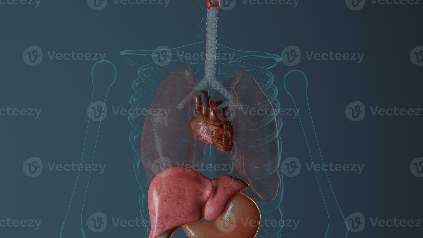 anatomi av hjärta i manlig kropp. medicinskt exakt representation återges 3d illustration foto