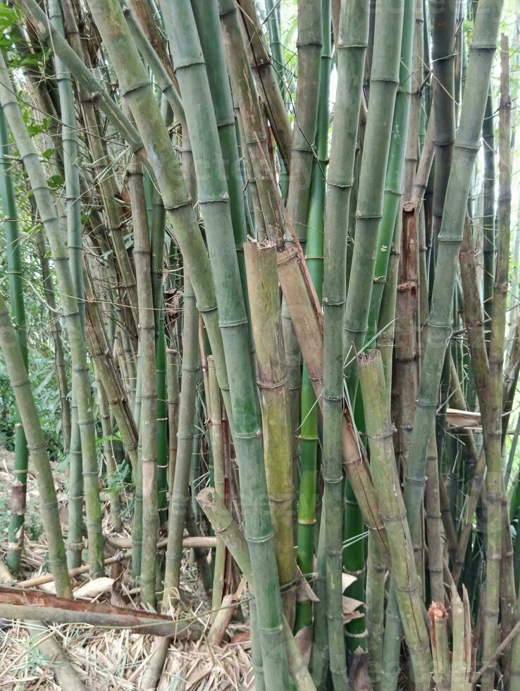 en landskap se av bambu träd foto