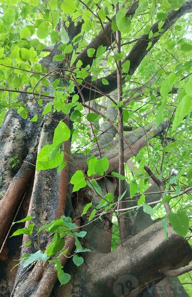 en färsk grön landskap se. grön skog i de Centrum av de stad. foto