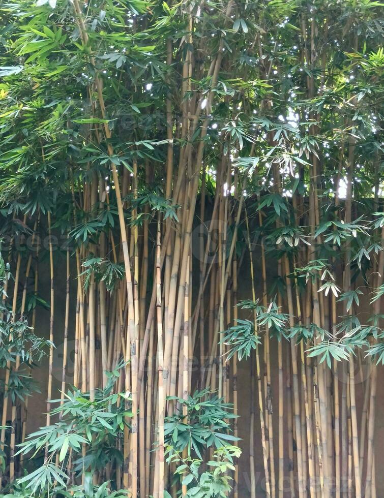 en landskap se av bambu träd foto