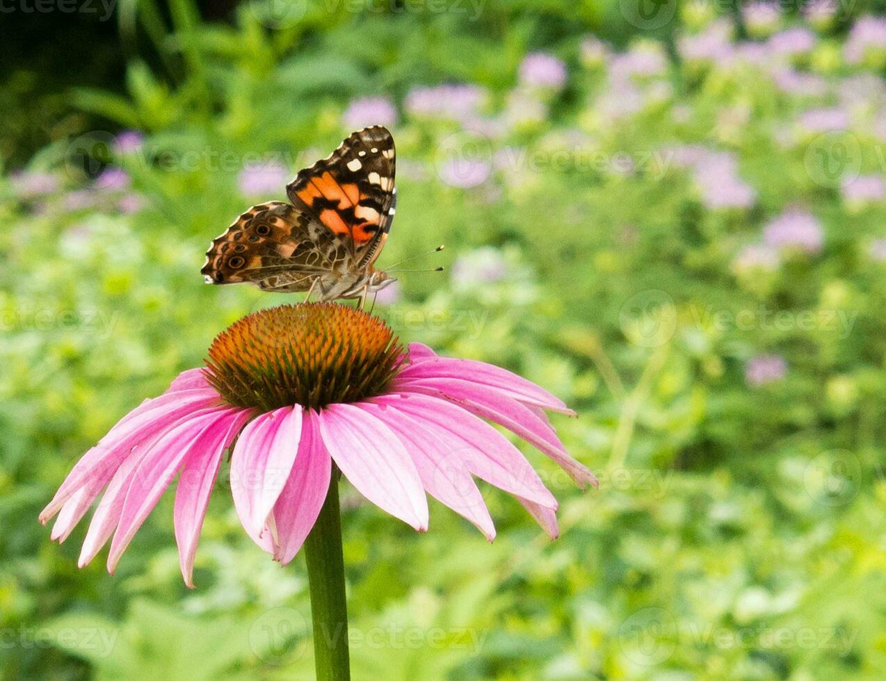 skeppare fjäril matning på coneflower foto